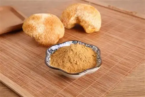 Hericium erinaceus powder Hericium erinaceus powder