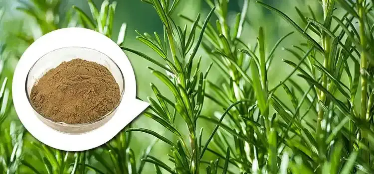 Rosemary extract powder Rosemary extract powder