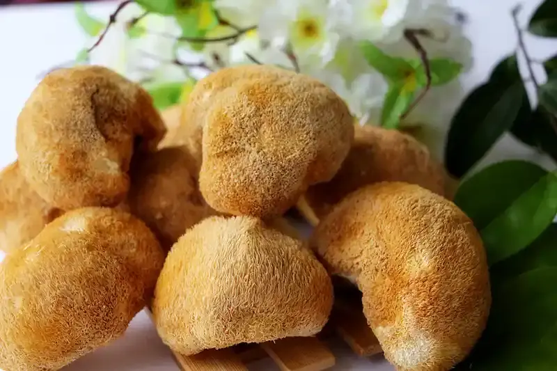 Hericium erinaceus powder Hericium erinaceus powder