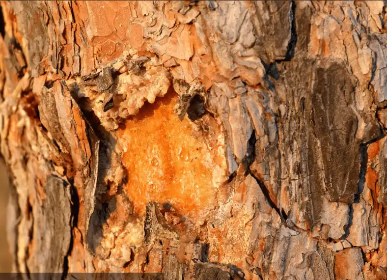 Pine bark extract powder Pine bark extract powder