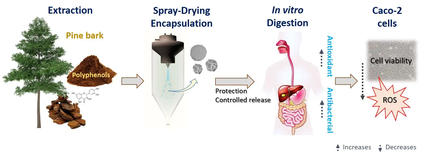 Antioxidant Compounds Are Found in Pine Bark Extract Antioxidant Compounds Are Found in Pine Bark Extract