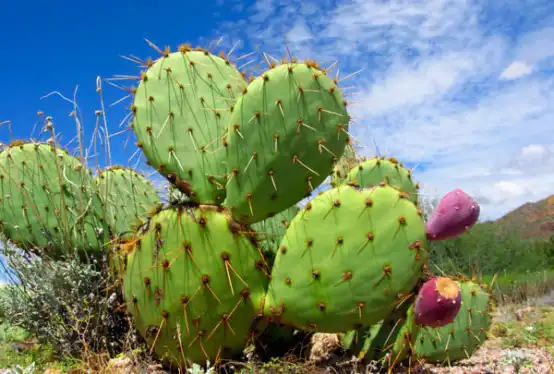 Prickly pear extract Prickly pear extract