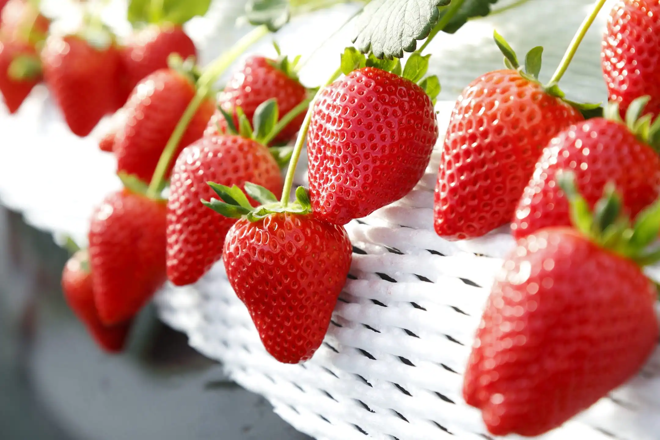 strawberry-fruit-powder strawberry-fruit-powder
