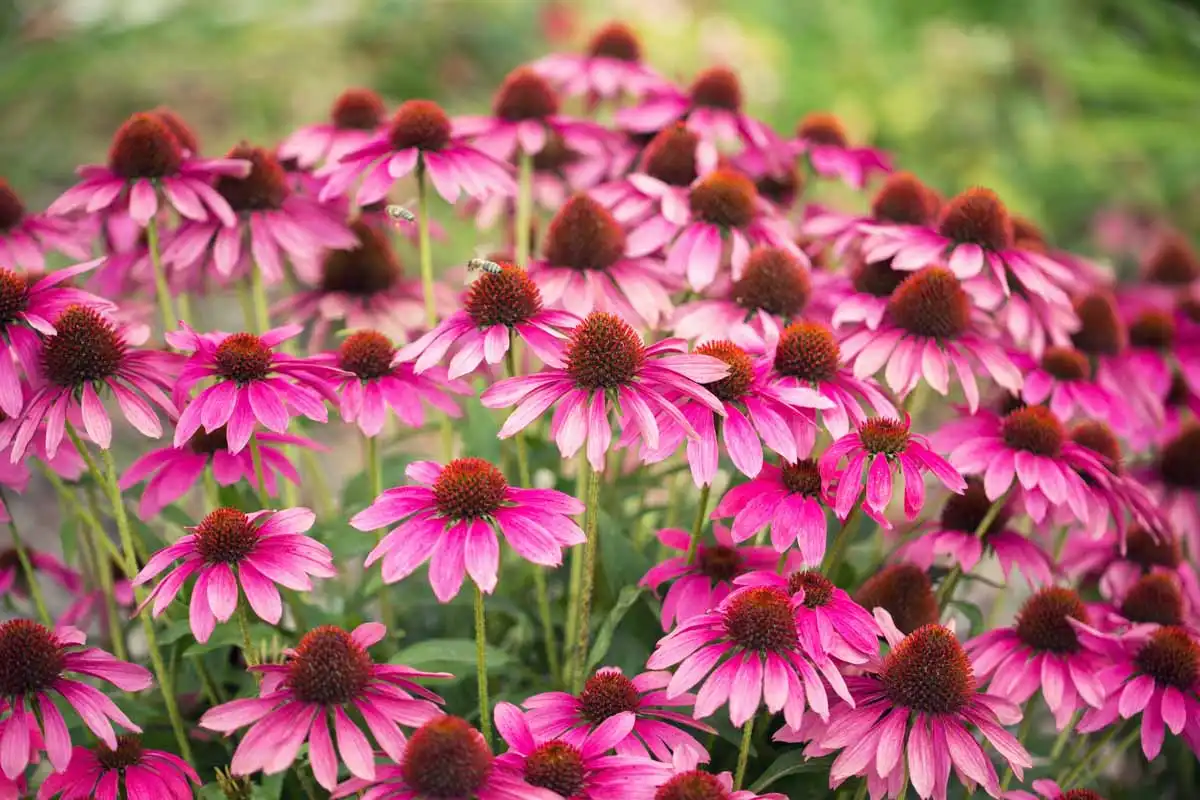 echinacea-purpurea-extract-powder echinacea-purpurea-extract-powder