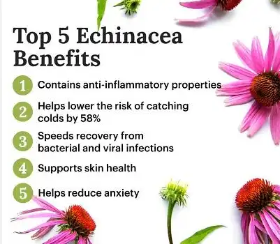 Echinacea benefits Echinacea benefits