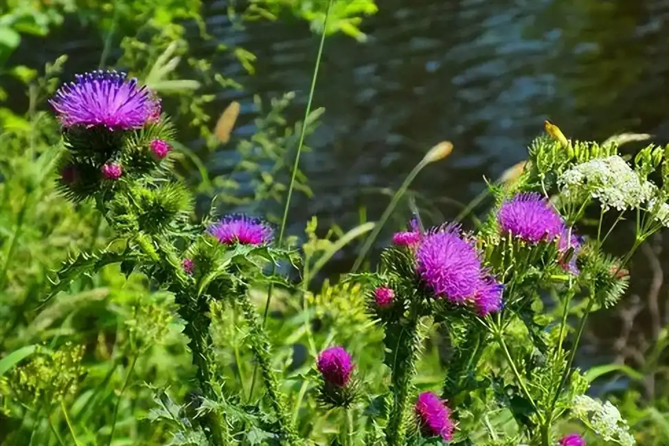 Milk thistle extract powder Milk thistle extract powder