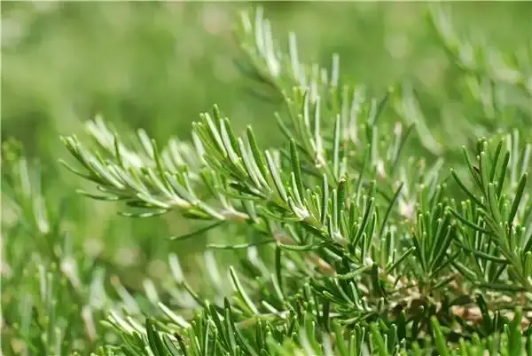 Rosemary extract powder Rosemary extract powder