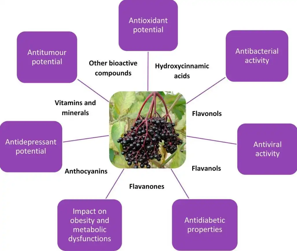 Elderberry extract benefits Elderberry extract benefits