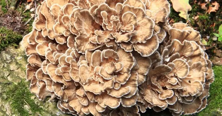 Maitake mushroom extract powder Maitake mushroom extract powder