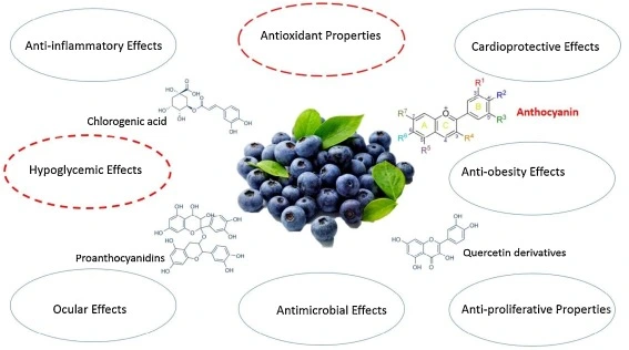 Bilberry extract effects Bilberry extract effects