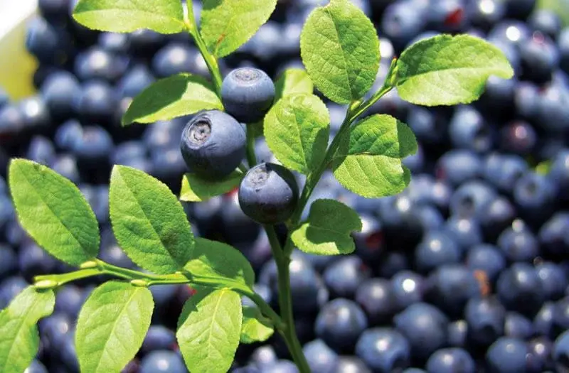 Bilberry extract Bilberry extract