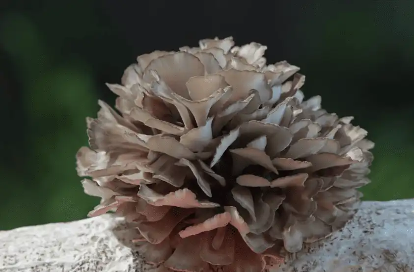 Maitake mushroom extract powder Maitake mushroom extract powder