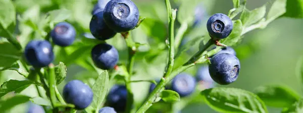 Bilberry extract Bilberry extract