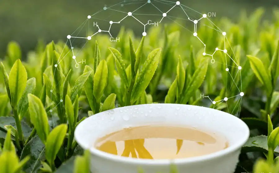 Green Tea's Catechin-Driven Defense Green Tea's Catechin-Driven Defense