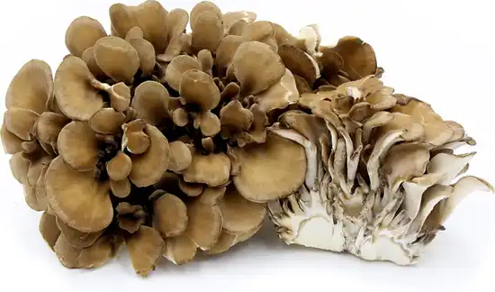 Maitake Mushroom Extract Powder Maitake Mushroom Extract Powder