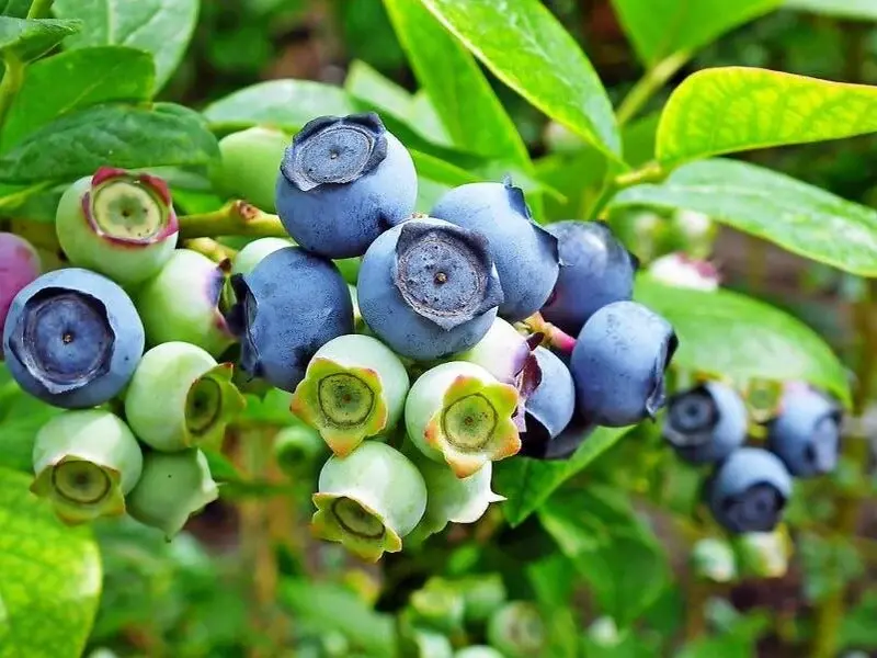 Bilberry extract Bilberry extract