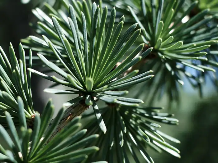 Taxifolin dihydroquercetin powder Taxifolin dihydroquercetin powder