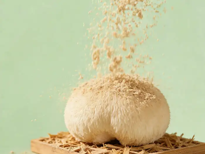 Organic Hericium erinaceus powder Organic Hericium erinaceus powder