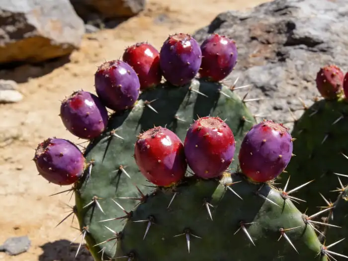 Prickly pear extract Prickly pear extract