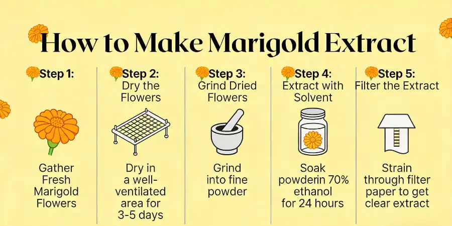 How to Make Marigold Extract How to Make Marigold Extract