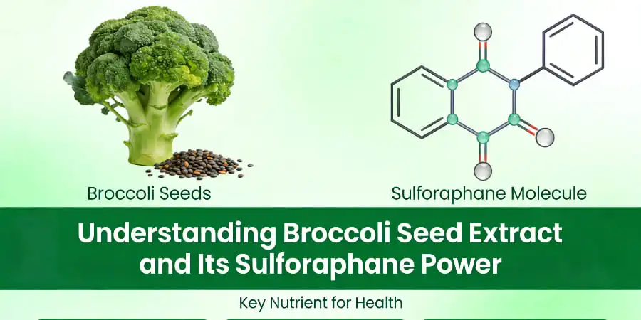 Understanding Broccoli Seed Extract and Its Sulforaphane Power Understanding Broccoli Seed Extract and Its Sulforaphane Power