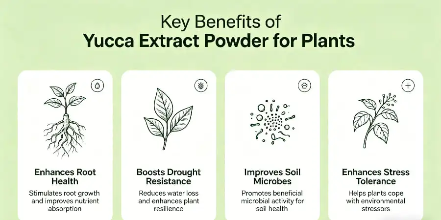 Key Benefits of Yucca Extract Powder for Plants Key Benefits of Yucca Extract Powder for Plants