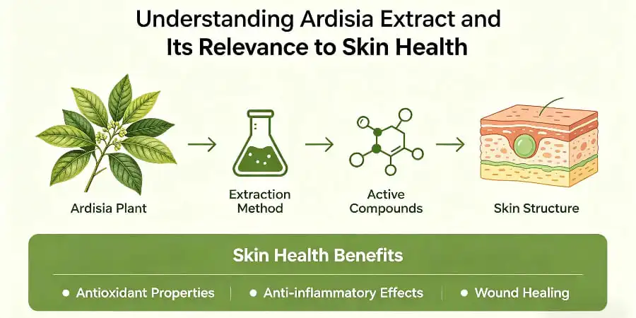 Understanding Ardisia Extract and Its Relevance to Skin Health Understanding Ardisia Extract and Its Relevance to Skin Health