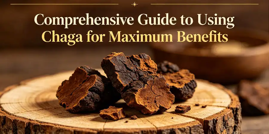 Comprehensive Guide to Using Chaga for Maximum Benefits Comprehensive Guide to Using Chaga for Maximum Benefits