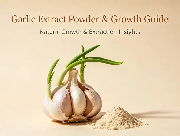 garlic extract powder garlic extract powder