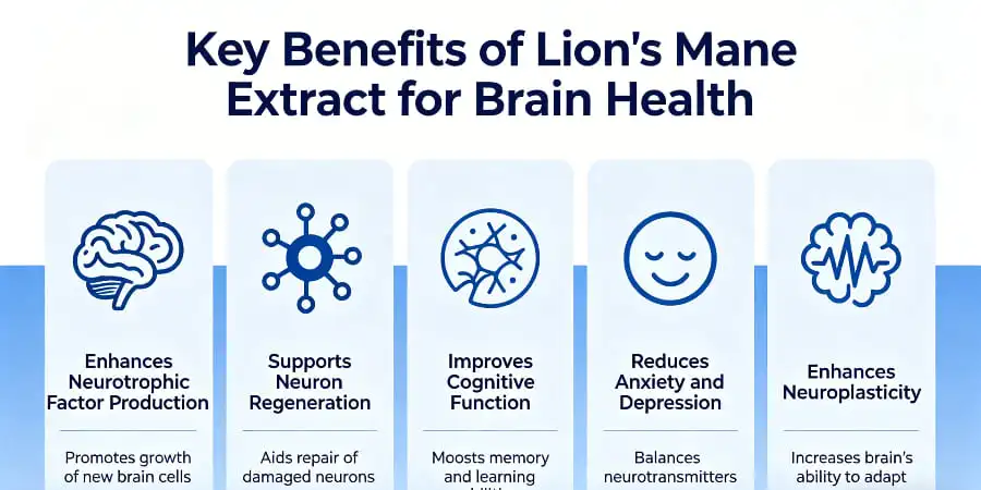 Key Benefits of Lion's Mane Extract for Brain Health Key Benefits of Lion's Mane Extract for Brain Health
