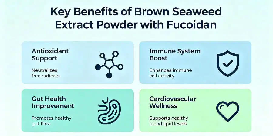 Key Benefits of Brown Seaweed Extract Powder with Fucoidan Key Benefits of Brown Seaweed Extract Powder with Fucoidan