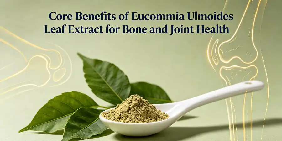 Core Benefits of Eucommia Ulmoides Leaf Extract for Bone and Joint Health Core Benefits of Eucommia Ulmoides Leaf Extract for Bone and Joint Health