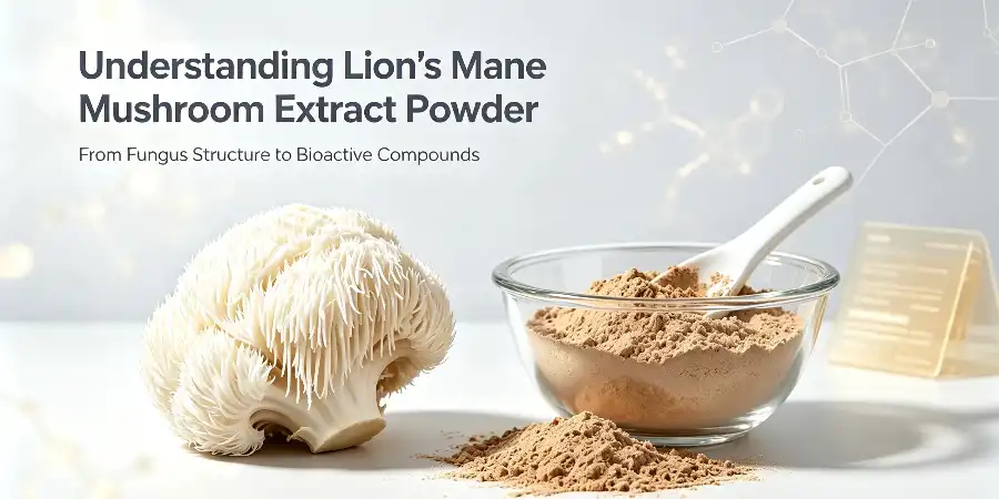 Understanding Lion's Mane Mushroom Extract Powder Understanding Lion's Mane Mushroom Extract Powder