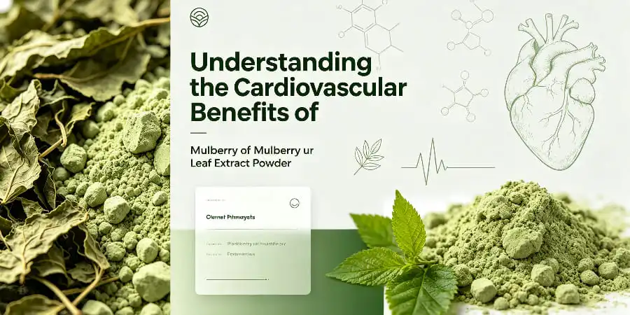 Understanding the Cardiovascular Benefits of Mulberry Leaf Extract Powder Understanding the Cardiovascular Benefits of Mulberry Leaf Extract Powder
