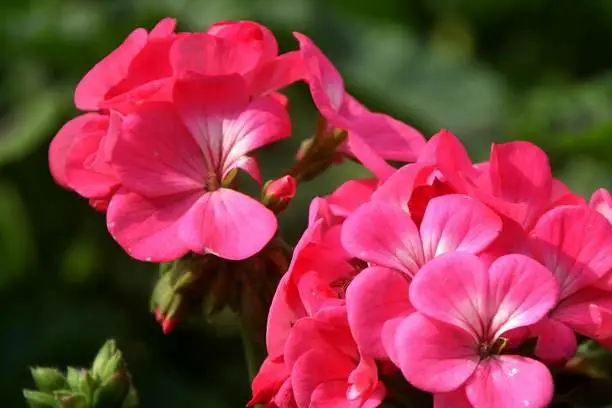 What is geranium extract used for?