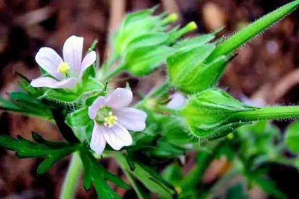 Does geranium lower blood pressure?