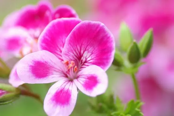 What are the health benefits of geranium root?