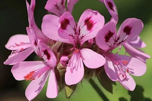 Is geranium good for kidneys?