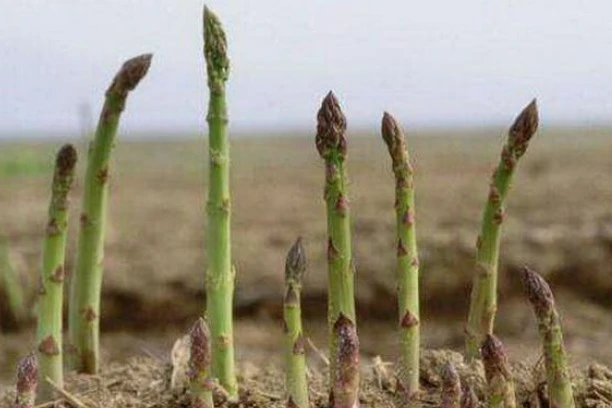 What is asparagus extract used for?