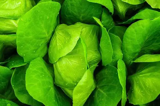 How is spinach powder made？