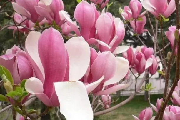 What are the benefits of Magnolia Liliiflora Extract for skin?