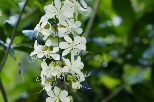 What is Clerodendrum fragrans used for?