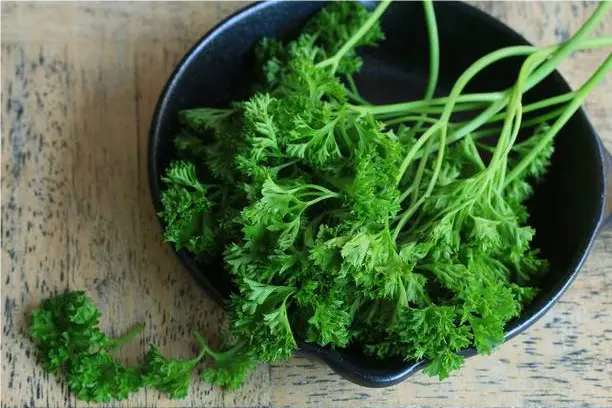 What are the side effects of parsley extract?