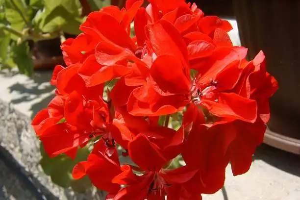 What is geranium powder used for?