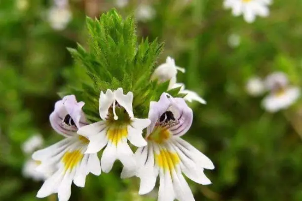 Is Filtered Eyebright Extract Safe in the Eye?