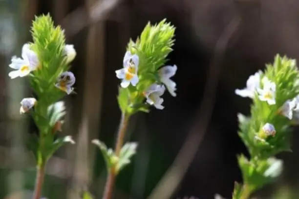 What Is Eyebright Extract Used For?