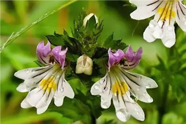 Is Eyebright Good for Skin?