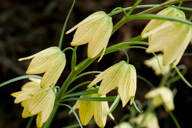 What is the use of Fritillaria?