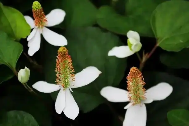 What Are the Health Benefits of Macleaya Cordata Extract?