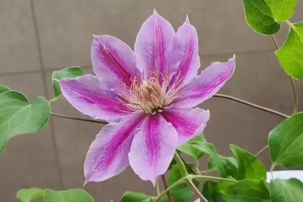 Is clematis good for your skin?